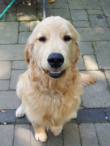 lawn maintenance, mequon, Milwaukee, fertilizer, pet friendly